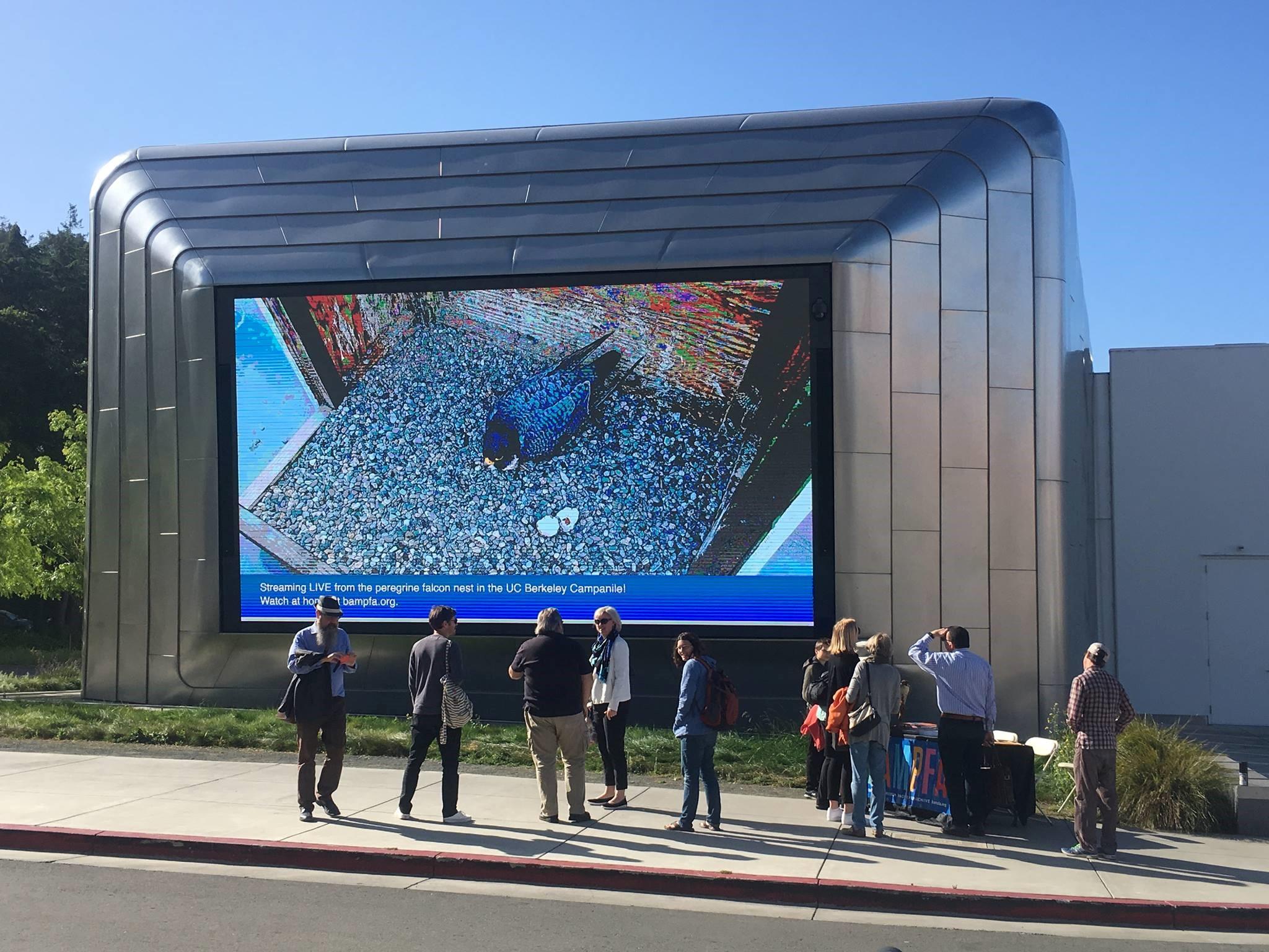 Onlookers watch a full screen livestream of Annie, Grinnell, and their newly hatched Peregrine Falcon chicks on BAMFA’s (UC Berkeley Art Museum and Pacific Film Archive) outdoor video screen on April 25, 2019.  