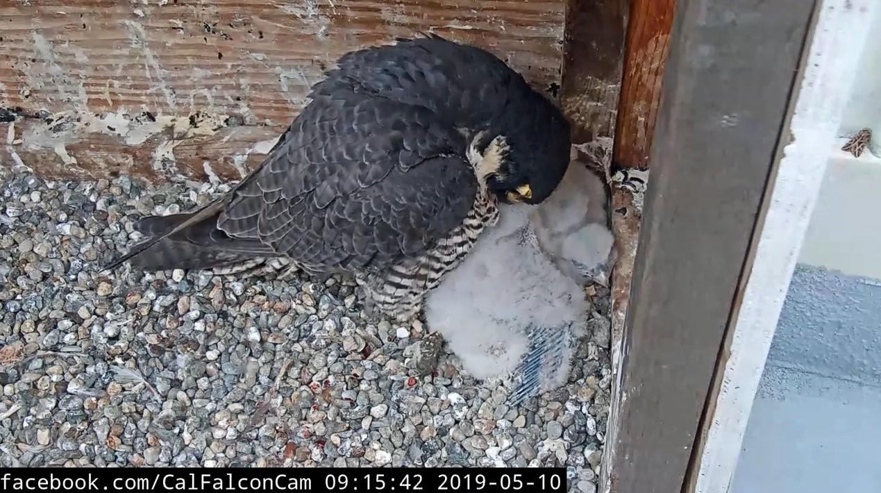 This image provides a good look at the wing feather development of the chicks. The outer feathers, which currently look like grey pins, are called "primaries" and are the main structure with which birds create thrust