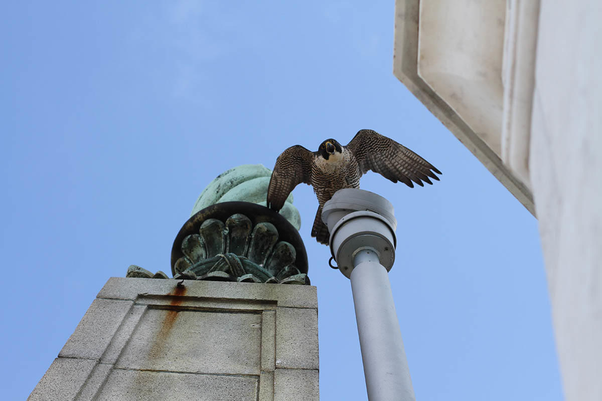 This is Annie and Grinnell’s third year nesting on the Campanile Tower at UC Berkeley. The nest cameras featuring the Peregrine Falcons and their chicks have created buzz online. 