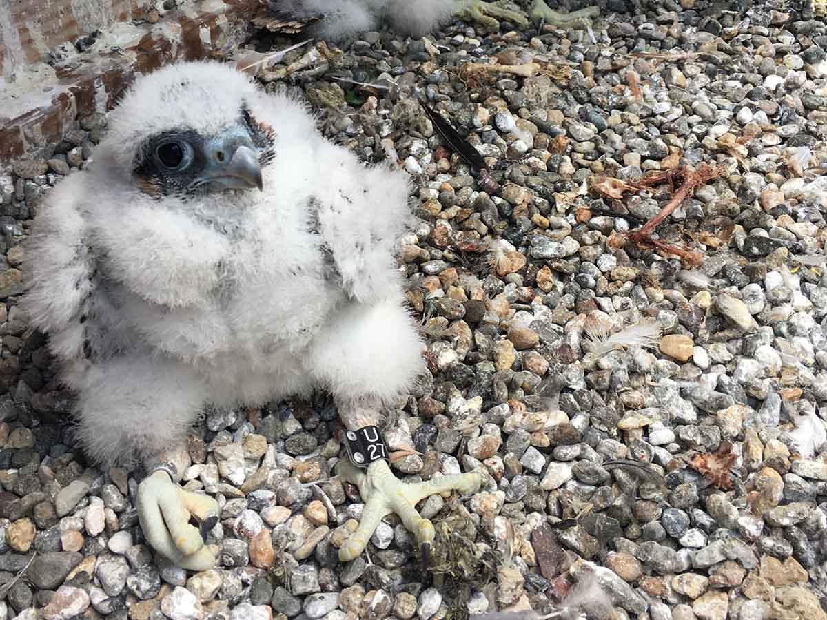 The 2018 chicks. Nest cameras on UC Berkeley’s Campanile Tower featuring Peregrine Falcons Annie and Grinnell and their chicks have created buzz online. 