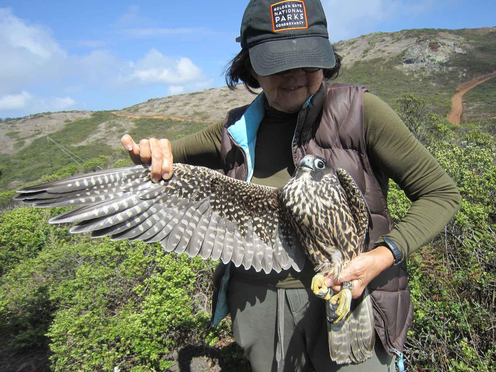 In August of 2018, GGRO volunteer banders recaptured Peregrine 11AM—one of the three chicks banded by Zeka at the Campanile earlier that year—healthy and hunting in the Marin Headlands.