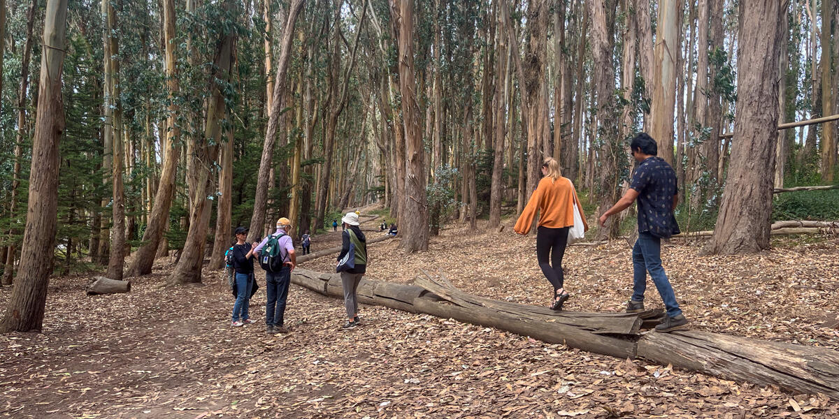 A group of people walking along the Andy Goldsworthy Woodline art installation piece in the Presidio