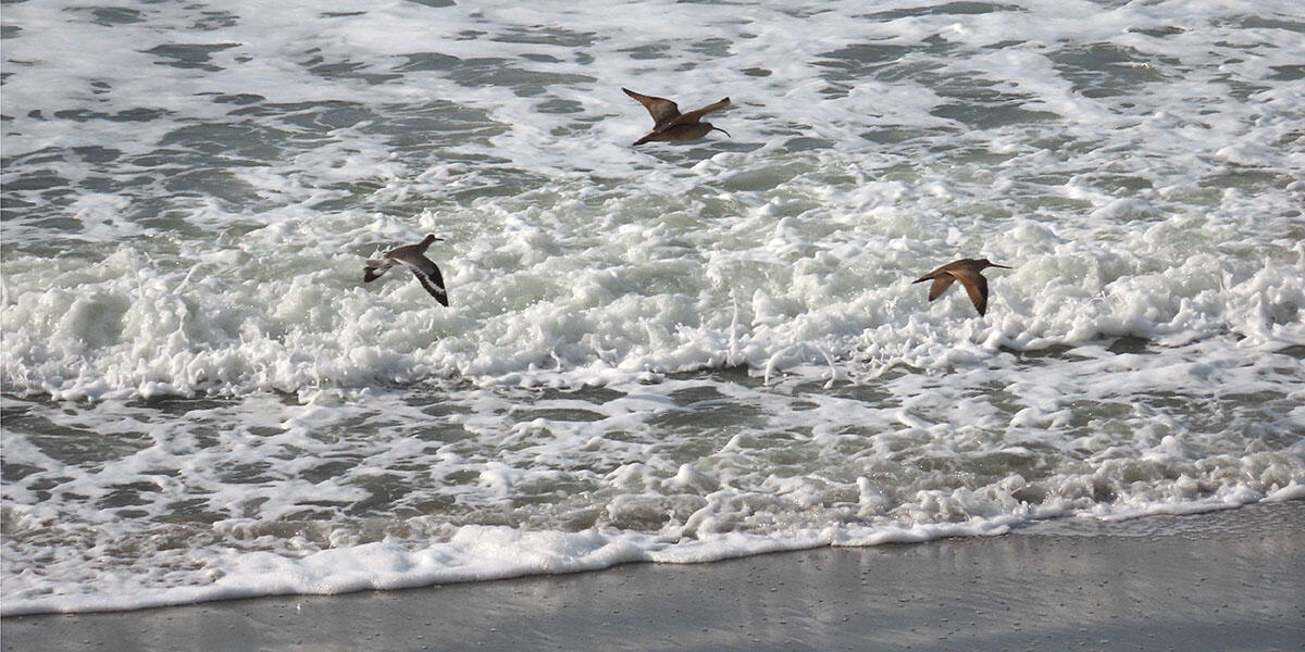 Shorebirds at Stinson Beach (Willet, Whimbrel and Marbled Godwit)