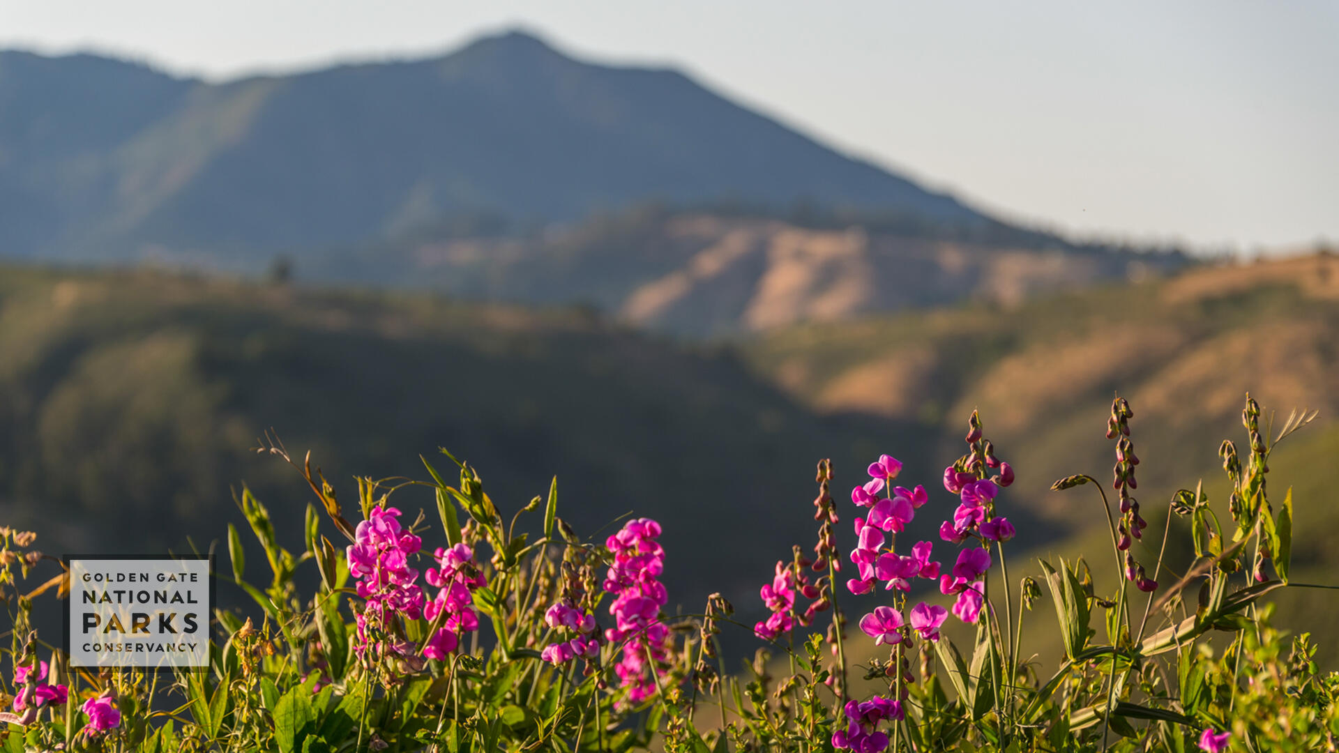 Pink wildflowers in foreground with Mt. Tam in the background