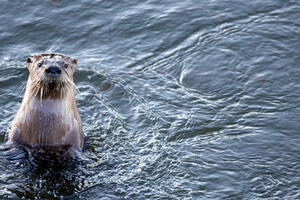 A river otter pops up from the water as its swimming in Rodeo Lagoon