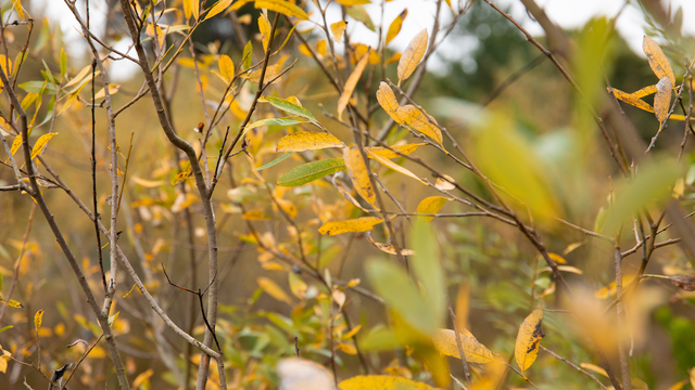 Yellow leaves of the Arroyo Willow.