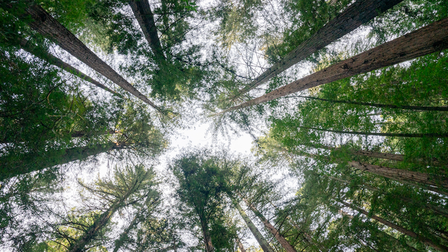 Photo of a redwood tree canopy.