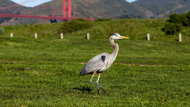 A Great Blue Heron walks across the grassy lawn at Crissy Field. The Golden Gate