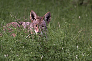 Coyote