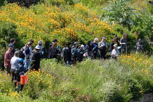 Volunteers gather and prepare to begin a volunteer project surrounded by California poppies at the Black Point Historic Gardens at Fort Mason