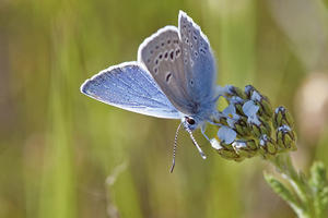 Small blue butterfly with two rows of white-rimmed black dots on the underside of its wings.