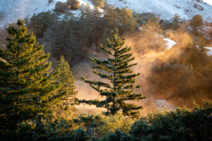 A light dusting of snow on Mt. Tamalpais