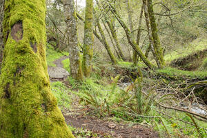 Steep Ravine Trail after winter rains.