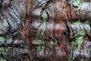 Dark brown, wet tree bark in a rippled pattern with scattered green patches of lichen.