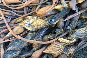 Giant Kelp (Macrocystis pyrifera) spotted at Ocean Beach.