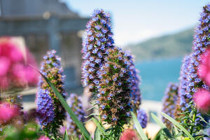 Alcatraz Historic Gardens