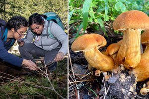 Looking for fungi and mushrooms in the Golden Gate National Recreation Area.