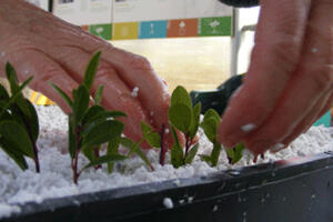 Growing Plants from Cuttings, Nursery Series, Park Academy
