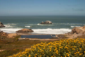 Image of wildflowers at Lands End