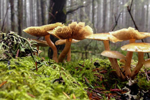 Smoky-gilled hypholoma mushroom