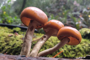 Funeral bell mushroom on Mt Tam's Kent Lake area