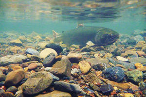 Female coho salmon (Oncorhynchus kisutch) in Redwood Creek. 