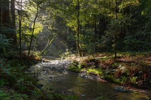 Image of Redwood Creek in Muir Woods