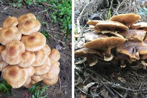 Honey Mushroom (Armillaria mellea) spotted at Lobos Creek in the Presidio.