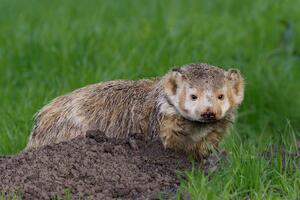 Badger photographed by Vishal Subramanyan