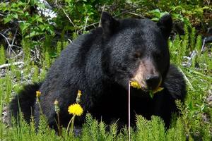 Black bear eating dandelions
