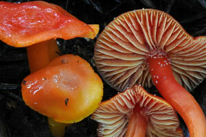 Waxcaps by David Greenberger via iNaturalist