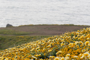 Yellow wildflowers on hill at Mori Point