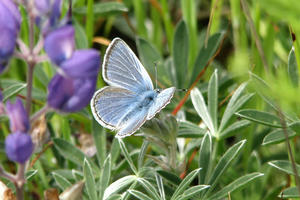 Mission blue butterfly (Icaricia icariodes missionensis)
