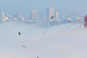 hawks flying over the Golden Gate Bridge in the fog