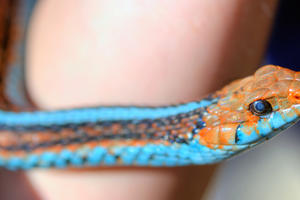 A person holds a snake with a bright teal underside, red and black stripes, and red head