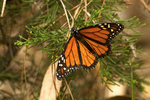 A monarch butterfly in nature.