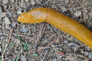 Banana slug spotted at Rancho Corral de Tierra.