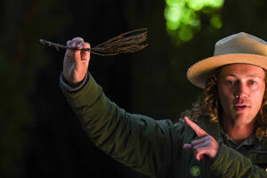 Ranger Jace is holding up a a branch with redwood needles and pointing to it in their uniform.