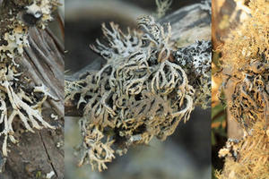 Hypogymnia schizidiata lichen.