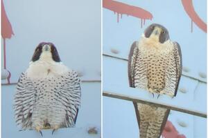 Side-by-side photos two peregrine falcons, male on left and female on right.
