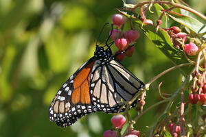 monarch on leaf