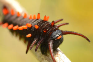 pipevine swallowtail butterfly