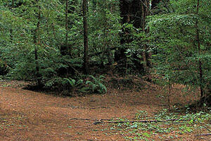 A grove in Roy's Redwoods.