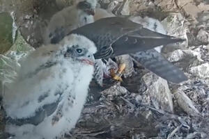 A Peregrine Falcon fledgling looks at the screen, while its mother feeds the rest of the chicks with her tail to the camera.