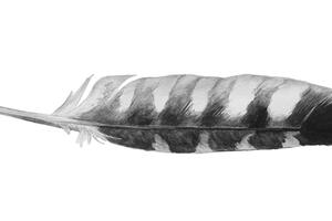 Red-shouldered hawk feather, illustration by Lora Roame