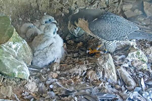 A Peregrine Falcon tends to its hatchlings at its Alcatraz Island nest.