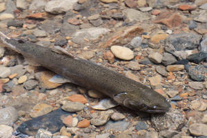 Coho salmon 