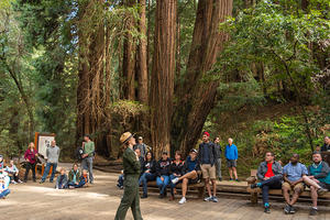 Muir Woods Tours Redwoods
