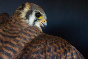 American Kestrel