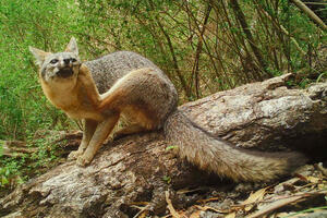 A gray fox sits atop a log in the woods of mount tamalpais scratching its ear with its foot.